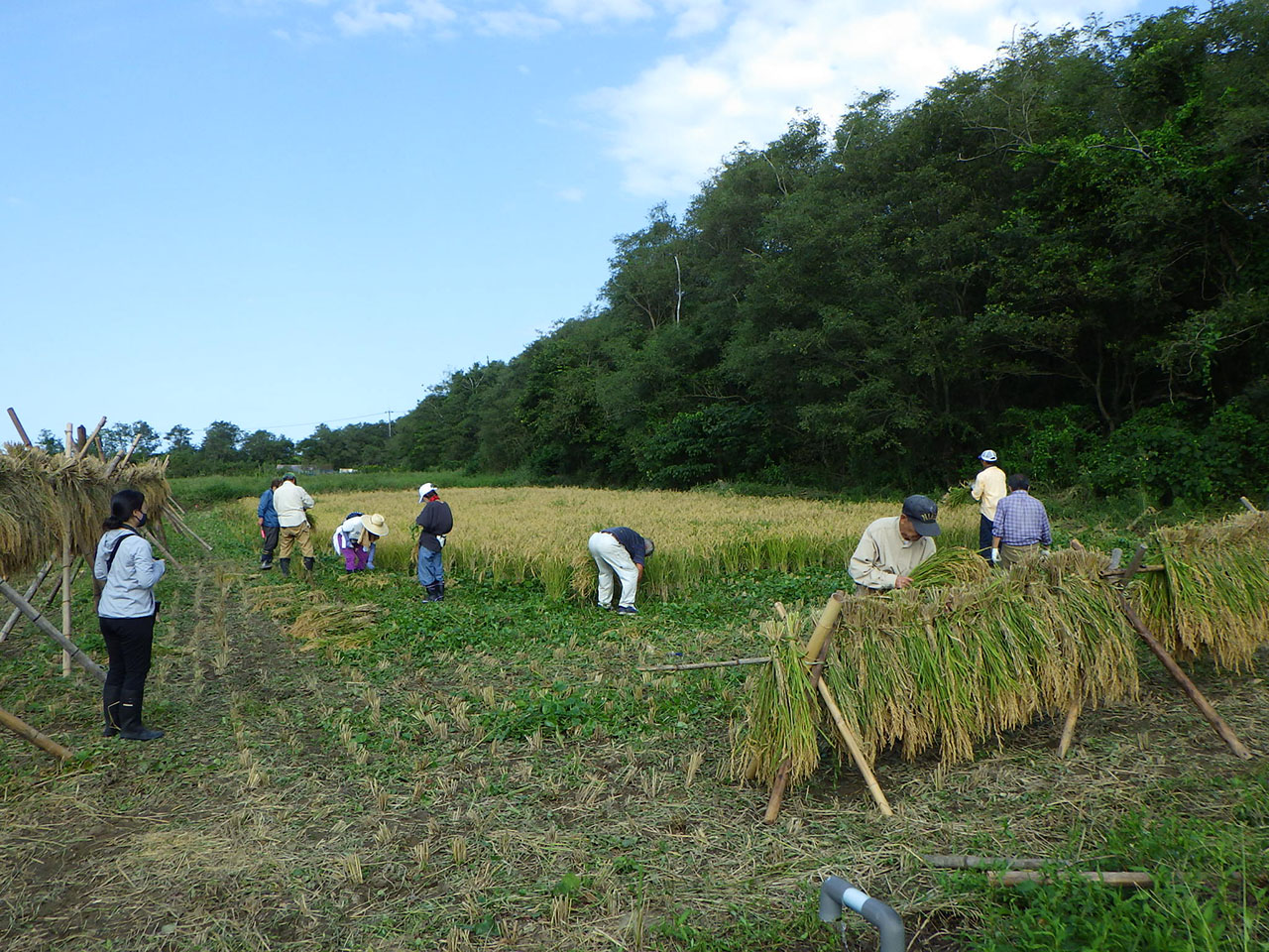 9月25日の稲刈りの様子