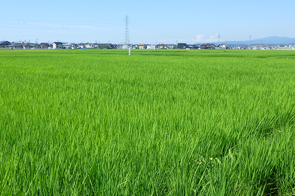 田んぼの様子