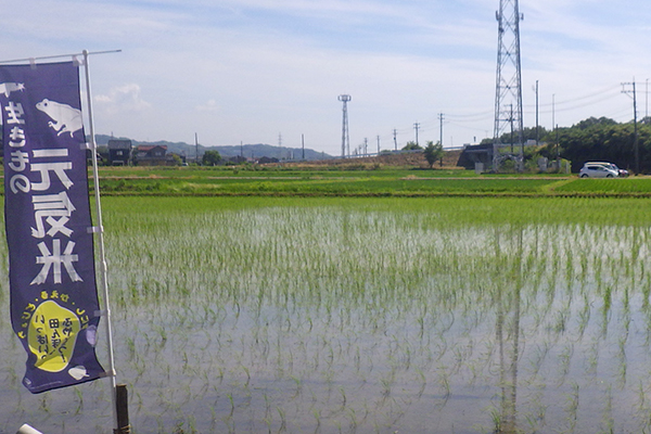 2025年6月12日の田んぼの様子