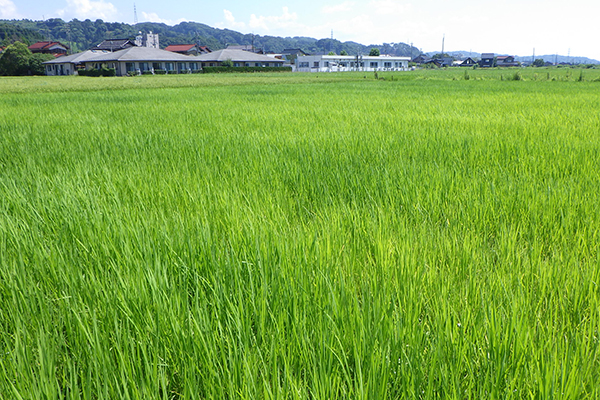 2025年7月24日の田んぼの様子