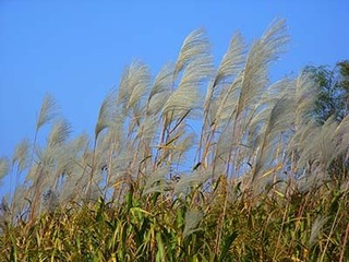 20181104 (3).JPG