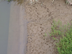 20251011gomihiroi (2).JPG