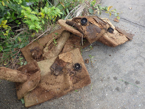 20251011gomihiroi (4).JPG