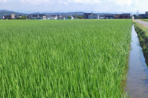 7月24日の田んぼ