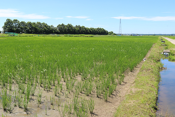 7月5日の田んぼの様子