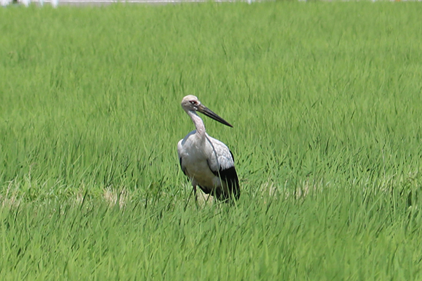 7月7日コウノトリ