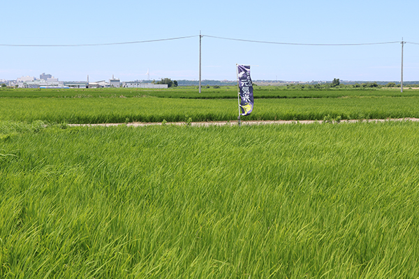 7月5日田んぼの様子